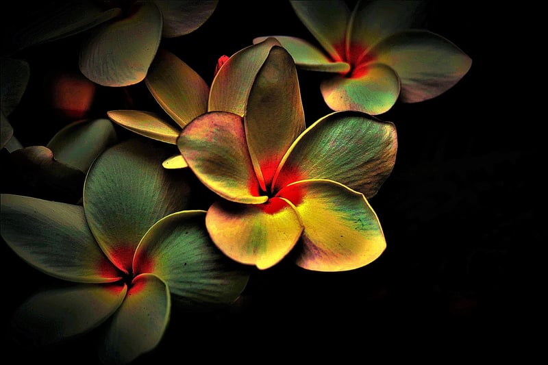 Cookies Image
